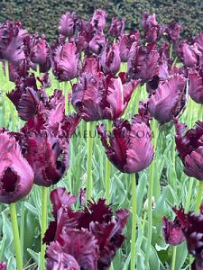 Tulips Black Parrot 12/+ (x12x7)
