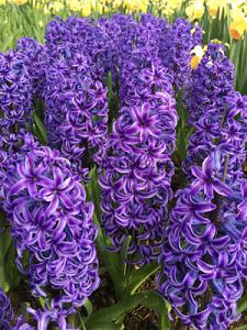 Hyacinths Blue Jacket 17/18 (x10x3)