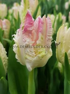 Tulips Cabanna 12/+ (x12x7)