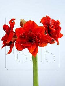 Amaryllis Cherry Nymph 30/32 (x5x1)