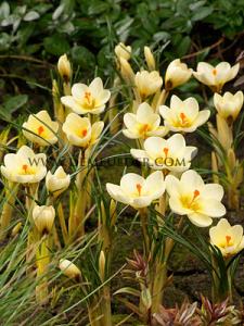 Crocus Cream Beauty, Chrys. 5/+ , (x12x15)