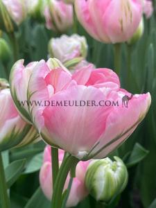 Tulips Finola 12/+ (x12x7)