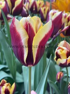 Tulips Gavota 12/+ (x12x7)