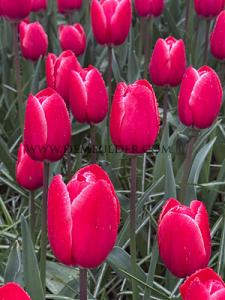 Tulips Kung Fu 12/+ (x12x7)