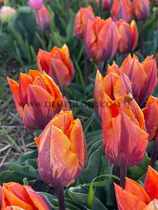 Tulips Prinses Irene 12/+ (x12x7)