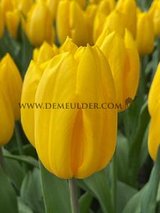 Tulips Strong Gold 12/+ (x12x7)