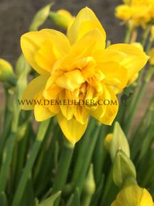 Narcissus Tete Boucle 12/14 (x12x5)