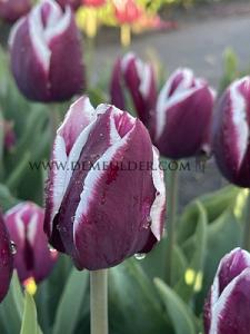 Tulips Tiramisu 12/+ (x12x7)