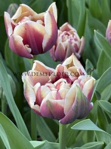 Tulips Wyndham 12/+ (x12x7)