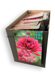 Pre-packed Dahlia Berner-Oberland I (x14x1)