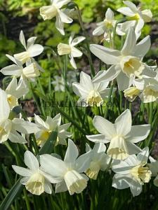 Narcissus Star Light Sensation Z12/14 (x12x5)
