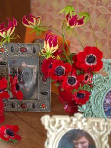 Festival Spring Miscellaneous Anemone Hollandia 7/8 (x14x10) (Winter)