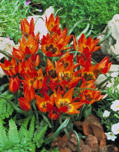 Tulips Little Princess 6/+ (x12x10)