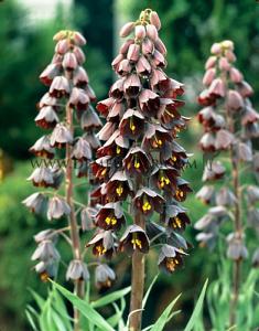 Fritillaria Persica 20/+ (x12x1)