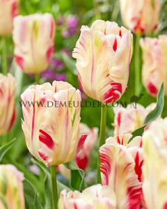 Tulips Flaming Art 12/+ (x12x7)