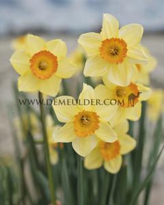 Narcissus Loveday 14/16 (x8x5)