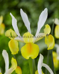 Iris Montecito 7/8 (x12x10)