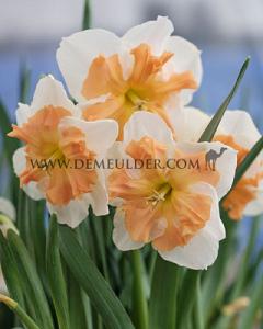 Narcissus Zinzi Butterfly 14/16 (x8x3)