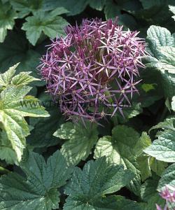 Allium Cristophii 12/+ (x12x5)
