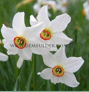 Narcissus Recurvus 14/16 (x8x5)