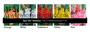 Nr. 102 Gladiolus 14/+ (5x75)