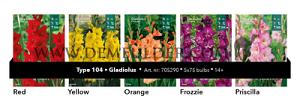 Nr. 104 Gladiolus 14/+ (5x75)
