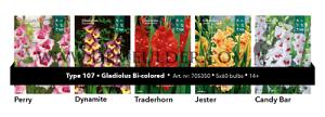 Nr. 107 Gladiolus 14/+ (5x60)