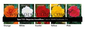 Nr. 112 Begonia Grandifl. 7/+ (5x20)