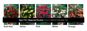 Nr. 115 Begonia Pendula 6/+ (5x20)