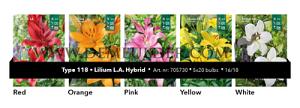 Nr. 118 Lilium LA Hybr. 16/18 (5x20)