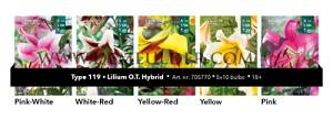 Nr. 119 Lilium O.T. 16/18 (5x10)