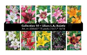 Coll. 10 Lelies Asian 16/18 70 packages