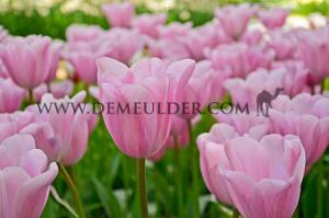 Tulips Mistress 12/+ (x12x7)