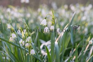 Leucojum Aestivum 8/10 (x12x10)