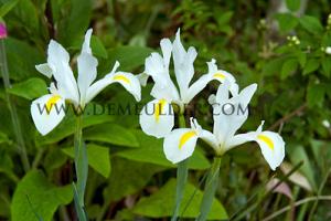 Iris Alaska 8/9 (x12x10)
