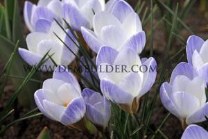 Crocus Blue Pearl, 5/+ (x12x15)