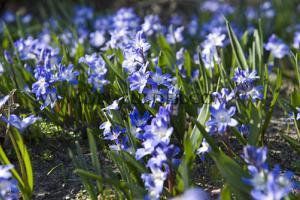 Chionodoxa Forbesii 5/+ (x12x15)
