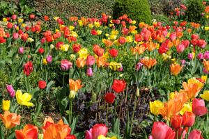 Tulips Darwin H. Mixed 12/+ (x20x15)