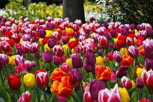 Tulips Triumph Mixed 12/+ (x12x7)