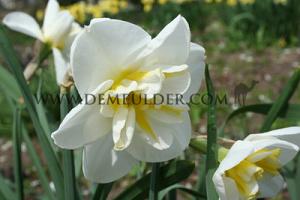 Narcissus Lemon Beauty 14/16 (x8x5)