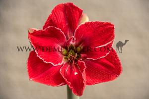 Amaryllis Magical Touch 30/32 (x5x1)