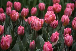 Tulips Pretty Princess 12/+ (x12x7)