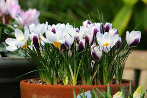 Crocus Prins Claus 5/+ (x12x15)