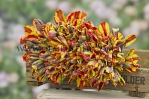 Tulips Rasta Parrot 12/+ (x12x7)