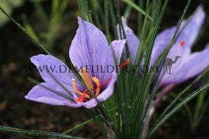 Crocus Sativus 8/+ (x12x10)