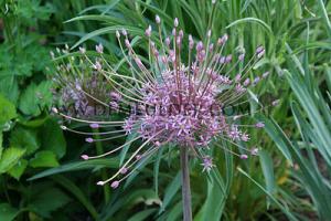 Allium Schubertii 12/14 (x12x3)