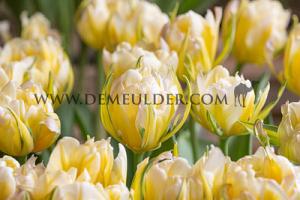 Tulips Sweet Valley 12/+ (x12x7)