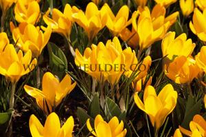 Crocus Yellow 9/10 (x12x10)