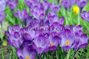 Nr. 40 Crocus 9/10 (5x100)