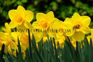 Narcissus Carlton 14/16 (x8x5)